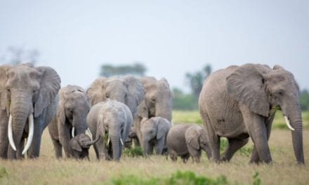 Poacher Who Killed Over 500 Elephants Gets 30 Years in Congo’s First Wildlife Trafficker Conviction