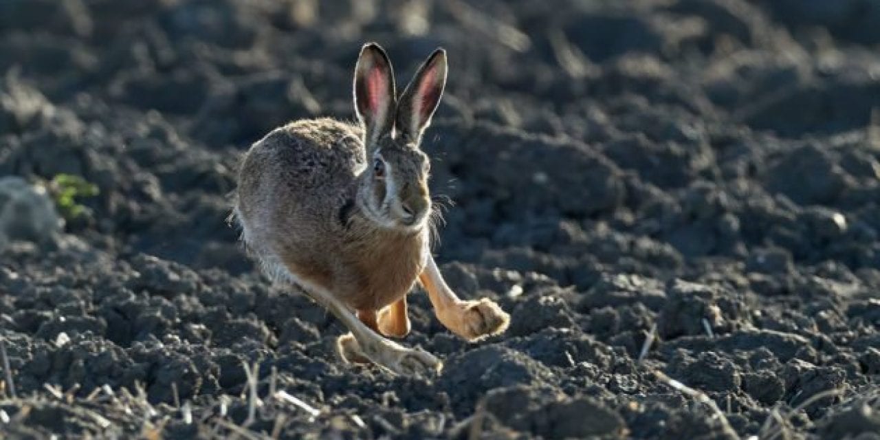 Rabbit Hunting 101: Gear, Strategy, and Finding Spots