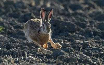 Rabbit Hunting 101: Gear, Strategy, and Finding Spots
