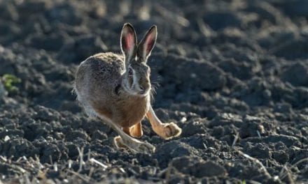 Rabbit Hunting 101: Gear, Strategy, and Finding Spots