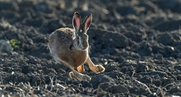 Rabbit Hunting