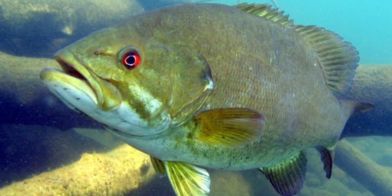 Smallmouth Bass: All About this Iconic Pound for Pound Fighter