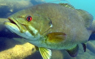Smallmouth Bass: All About this Iconic Pound for Pound Fighter