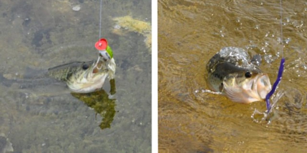 Soft Plastics vs. Hard Baits: When and Why You Should Use Both, and For What Situations