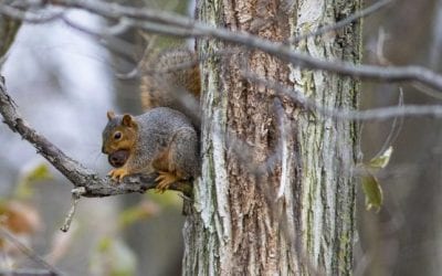 Squirrel Hunting Questions