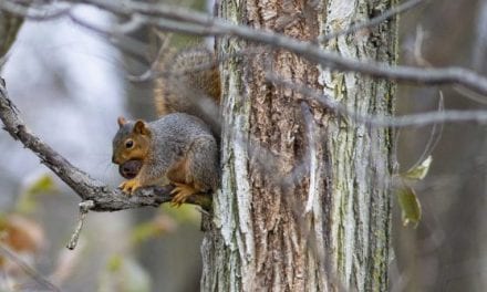 Squirrel Hunting Questions