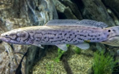 The Bowfin: A True Living Fossil That Any Angler Can Catch