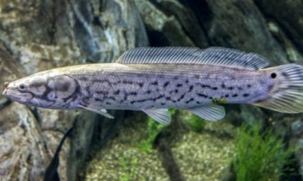 The Bowfin: A True Living Fossil That Any Angler Can Catch