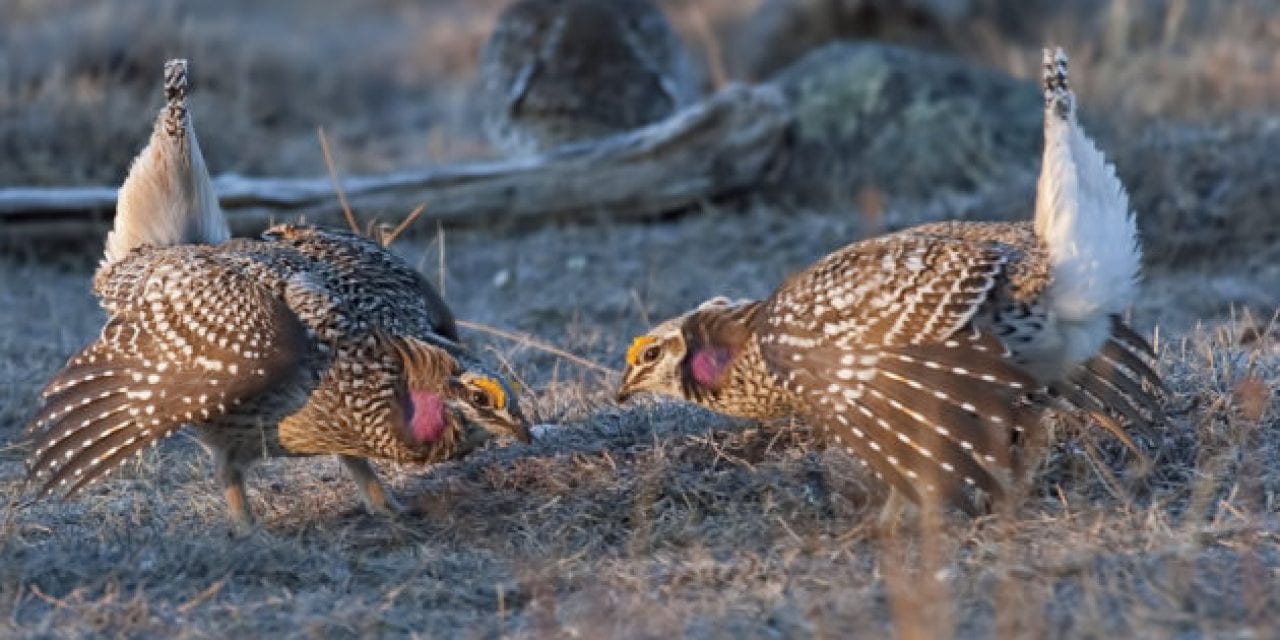 There Will Be No Sharp-Tailed Grouse Hunting Season in Wisconsin in 2020