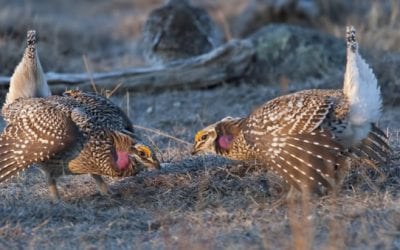 There Will Be No Sharp-Tailed Grouse Hunting Season in Wisconsin in 2020