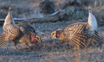 There Will Be No Sharp-Tailed Grouse Hunting Season in Wisconsin in 2020