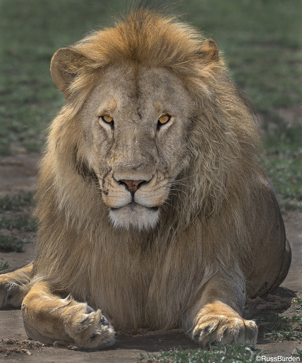 Using Flash In Wildlife Photography Outdoor Enthusiast Lifestyle Magazine