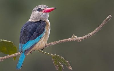 Using Flash In Wildlife Photography