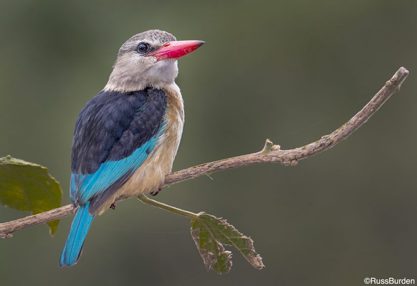 Using Flash In Wildlife Photography Outdoor Enthusiast Lifestyle Magazine