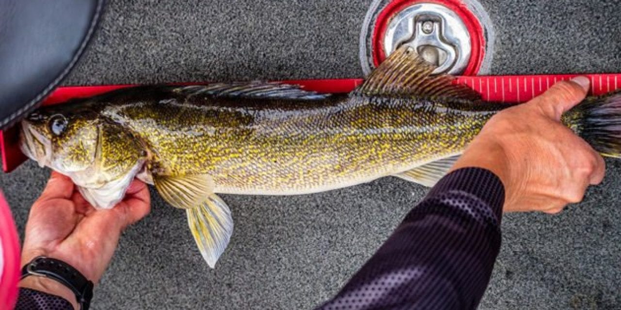 Walleye: Profiling the Toothy Freshwater Favorite of North America