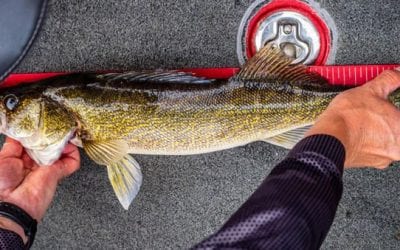 Walleye: Profiling the Toothy Freshwater Favorite of North America