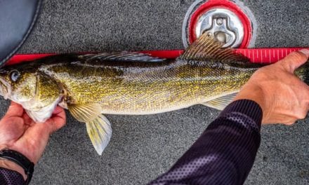 Walleye: Profiling the Toothy Freshwater Favorite of North America