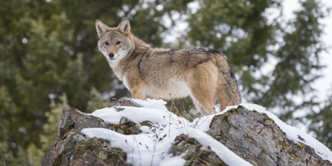 What Do Coyotes Eat? Facts and Info About Nature’s Trickster