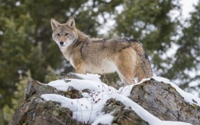 What Do Coyotes Eat? Facts and Info About Nature’s Trickster