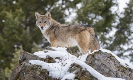 What Do Coyotes Eat? Facts and Info About Nature’s Trickster