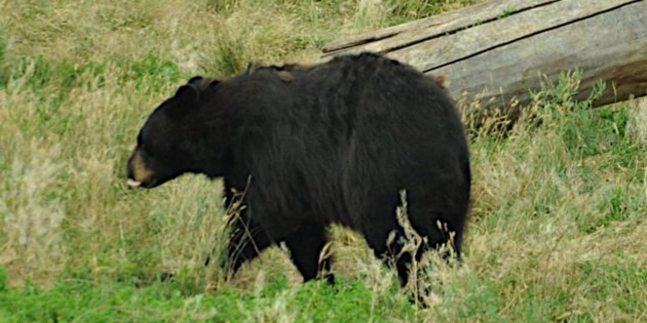 Where to Shoot a Bear With a Bow