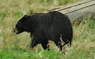 Where to Shoot a Bear With a Bow