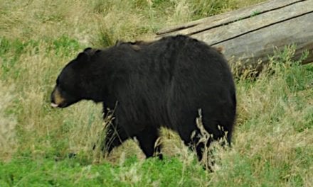 Where to Shoot a Bear With a Bow