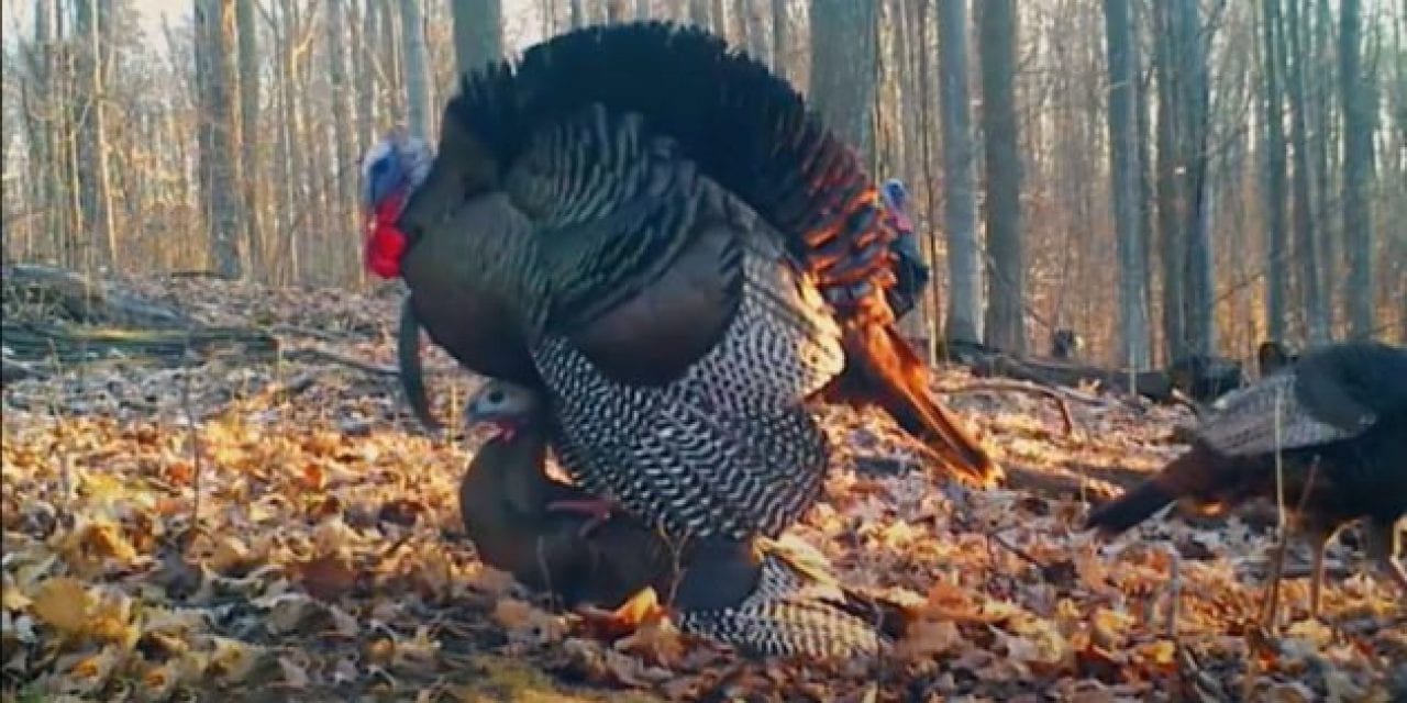 Wild Turkey Mating Caught on Camera