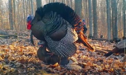 Wild Turkey Mating Caught on Camera