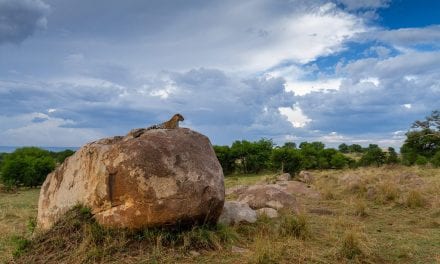 Wildlife In The Landscape Assignment Winner Robert Henderson