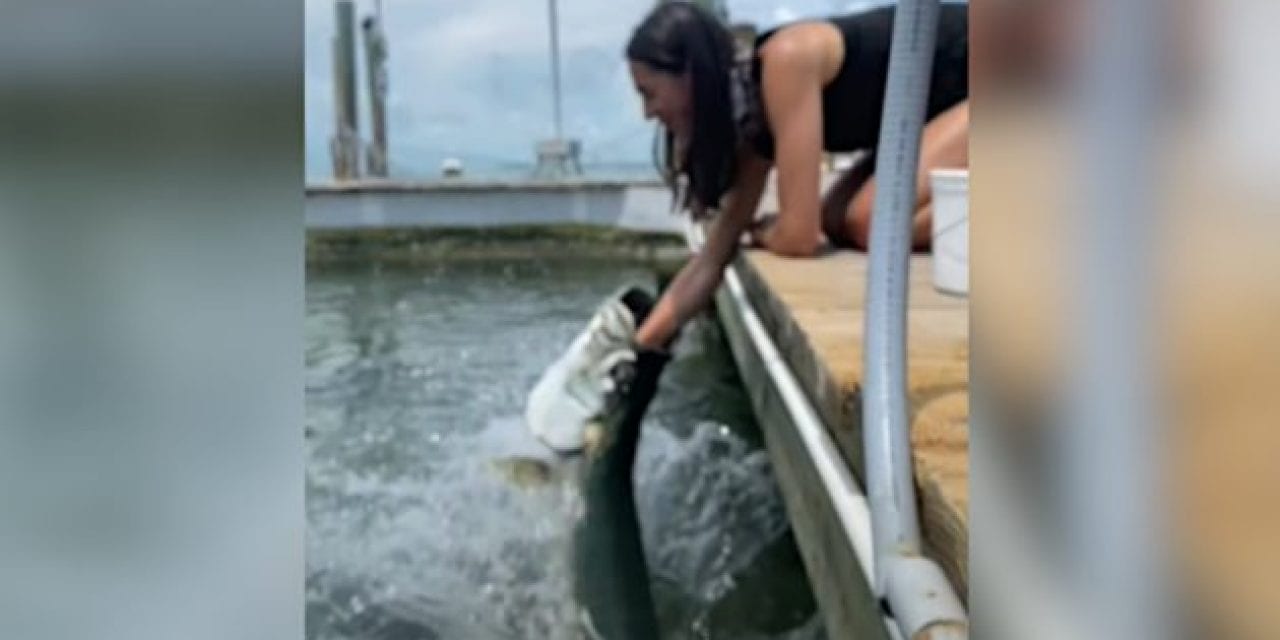 Woman Hand-Feeding Tarpon Nearly Gets Her Arm Swallowed