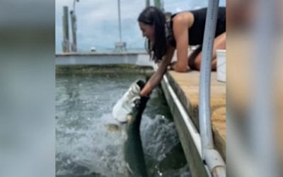 Woman Hand-Feeding Tarpon Nearly Gets Her Arm Swallowed