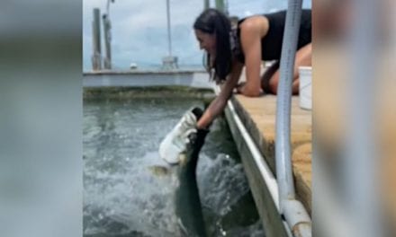 Woman Hand-Feeding Tarpon Nearly Gets Her Arm Swallowed