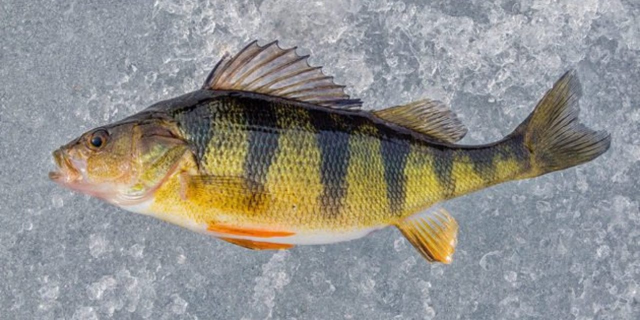 Yellow Perch Species Profile: All the Details on This Delicious Fish