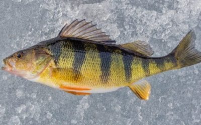Yellow Perch Species Profile: All the Details on This Delicious Fish