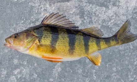 Yellow Perch Species Profile: All the Details on This Delicious Fish