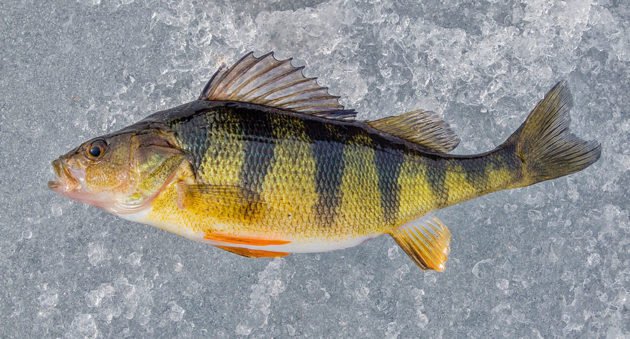 Yellow Perch