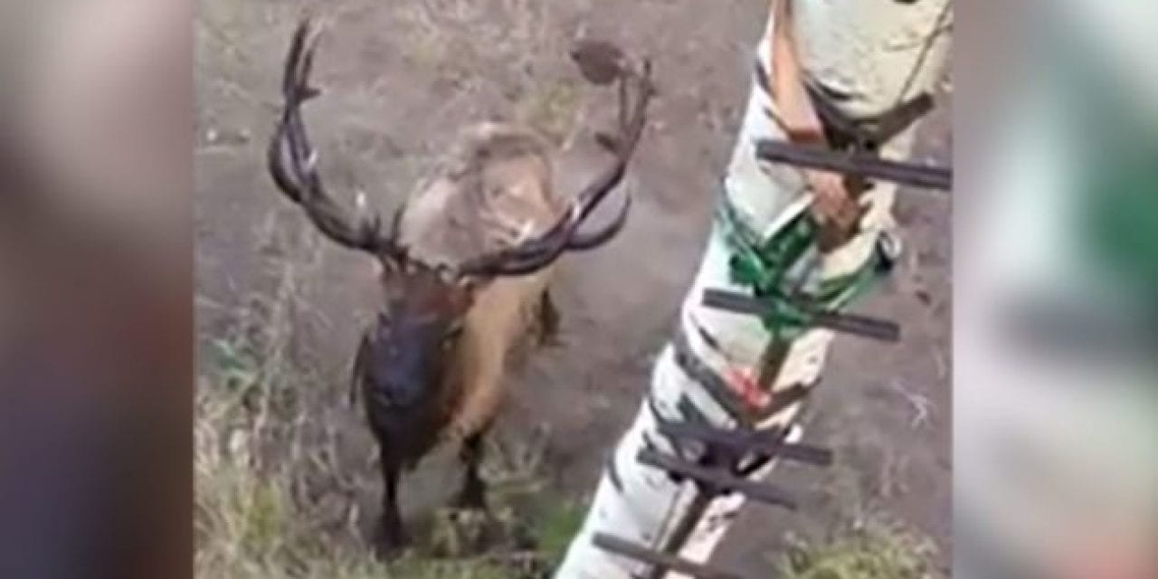 A Trophy-Class Bull Elk is Clearly Unhappy With These Hunters