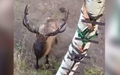 A Trophy-Class Bull Elk is Clearly Unhappy With These Hunters