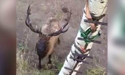 A Trophy-Class Bull Elk is Clearly Unhappy With These Hunters