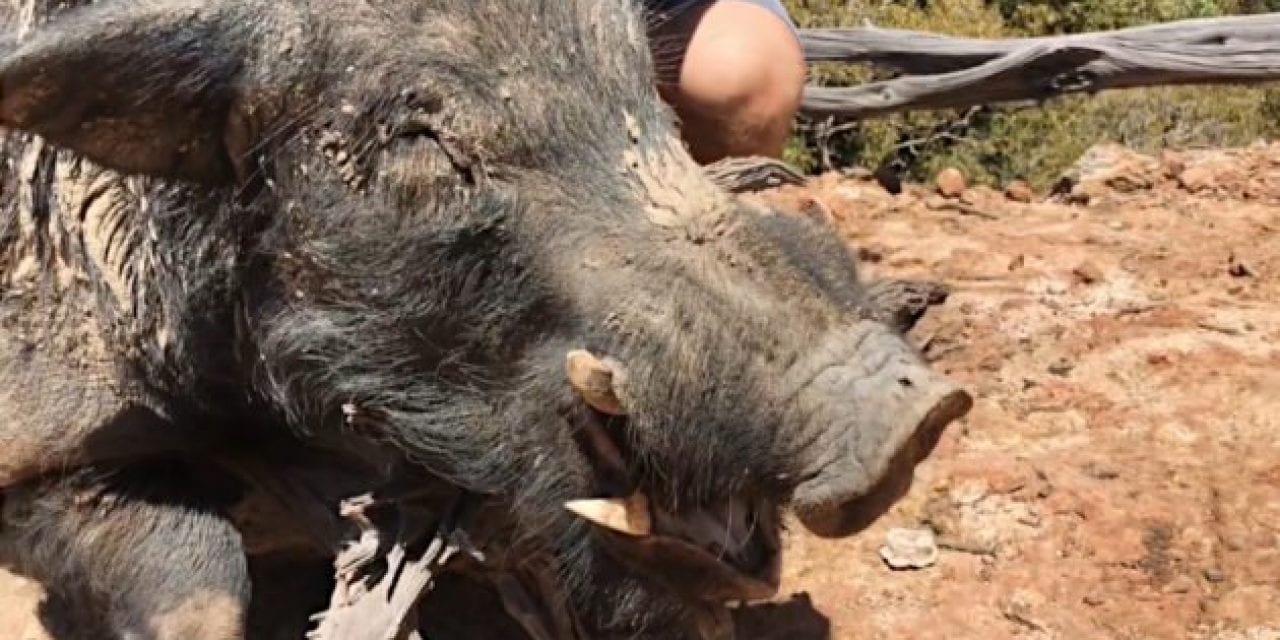 Australian Hunters Down Giant 300-Pound Feral Boar with a Single Shot