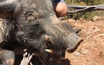 Australian Hunters Down Giant 300-Pound Feral Boar with a Single Shot