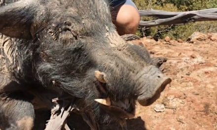 Australian Hunters Down Giant 300-Pound Feral Boar with a Single Shot