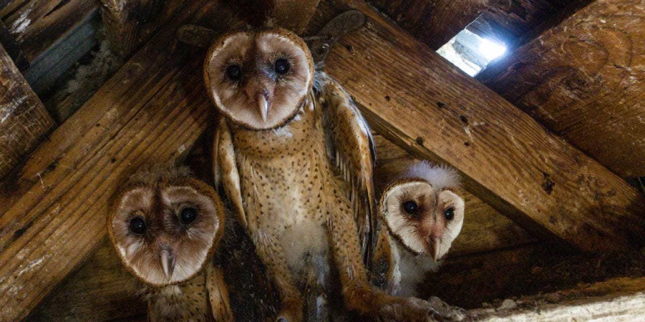 Barn Owl Rescue