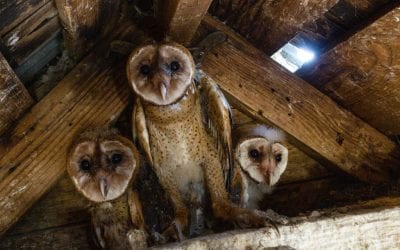 Barn Owl Rescue