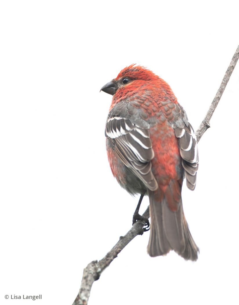 Prints that sell: pine grosbeak