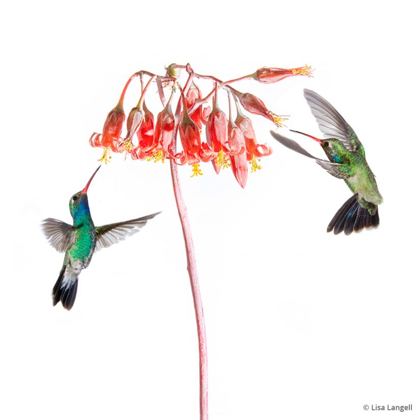 Prints that sell: composited image of hummingbirds