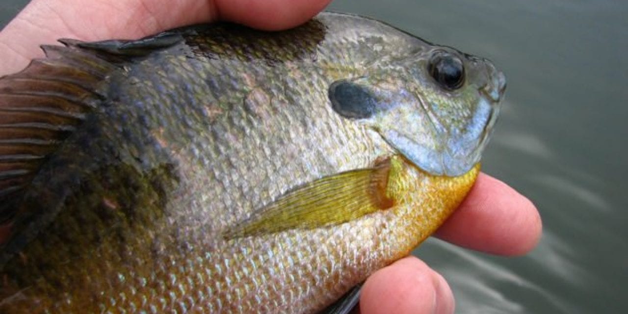 Bluegill: The Common Fish for the Common Angler