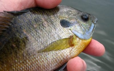 Bluegill: The Common Fish for the Common Angler