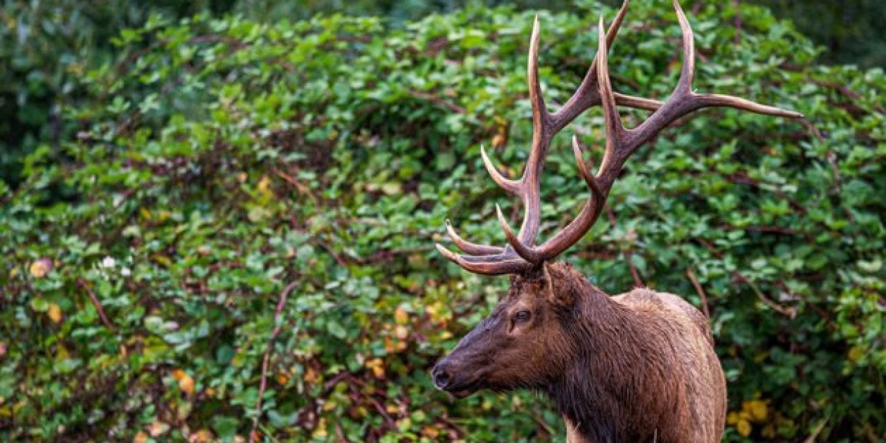 Bowhunter Gored and Killed By Wounded Elk in Oregon